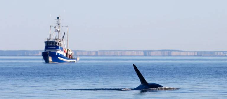Whale