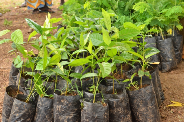 Green Ghana Project: Police probes tree seedlings found on a refuse dump site